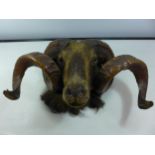 A GOOD QUALITY LATE 19TH EARLY 20TH CENTURY TAXIDERMY OF A RAM'S HEAD WITH CURLY HORNS, WIDTH 47CM