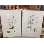 TWO FRAMED WILDFLOWER PRINTS