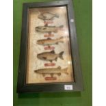 A FRAMED BOX CONTAINING FIVE REPLICAS OF FISH TO INCLUDE RUDD AND RAINBOW TROUT
