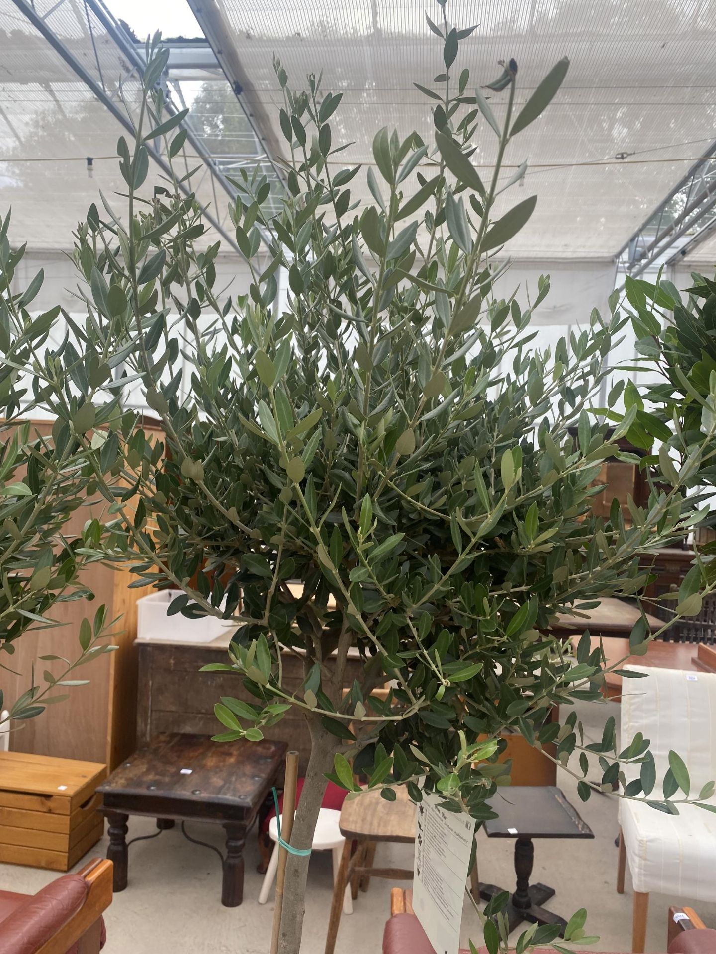 A STANDARD OLEA EUROPAEA OLIVE TREE (APPROX 6FT) - Image 3 of 3
