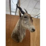 A LARGE TAXIDERMY IBEX HEAD