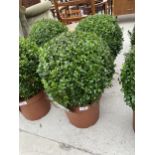 A PAIR OF MEDIUM SIZED BUXUS SEMPERVIREUS BOX BALLS