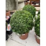 A PAIR OF MEDIUM SIZED BUXUS SEMPERVIREUS BOX BALLS