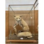 A TAXIDERMY FOX IN A GLASS CASE