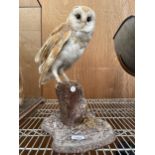 A TAXIDERMY BARN OWL ON PLINTH BASE