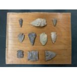 TEN FOSSIL ARROW HEADS MOUNTED ON A WOODEN BOARD