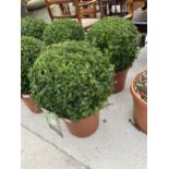 A PAIR OF MEDIUM SIZED BUXUS SEMPERVIREUS BOX BALLS