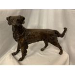 A LARGE BRONZE SCULPTURE OF A GUN DOG - H:36CM