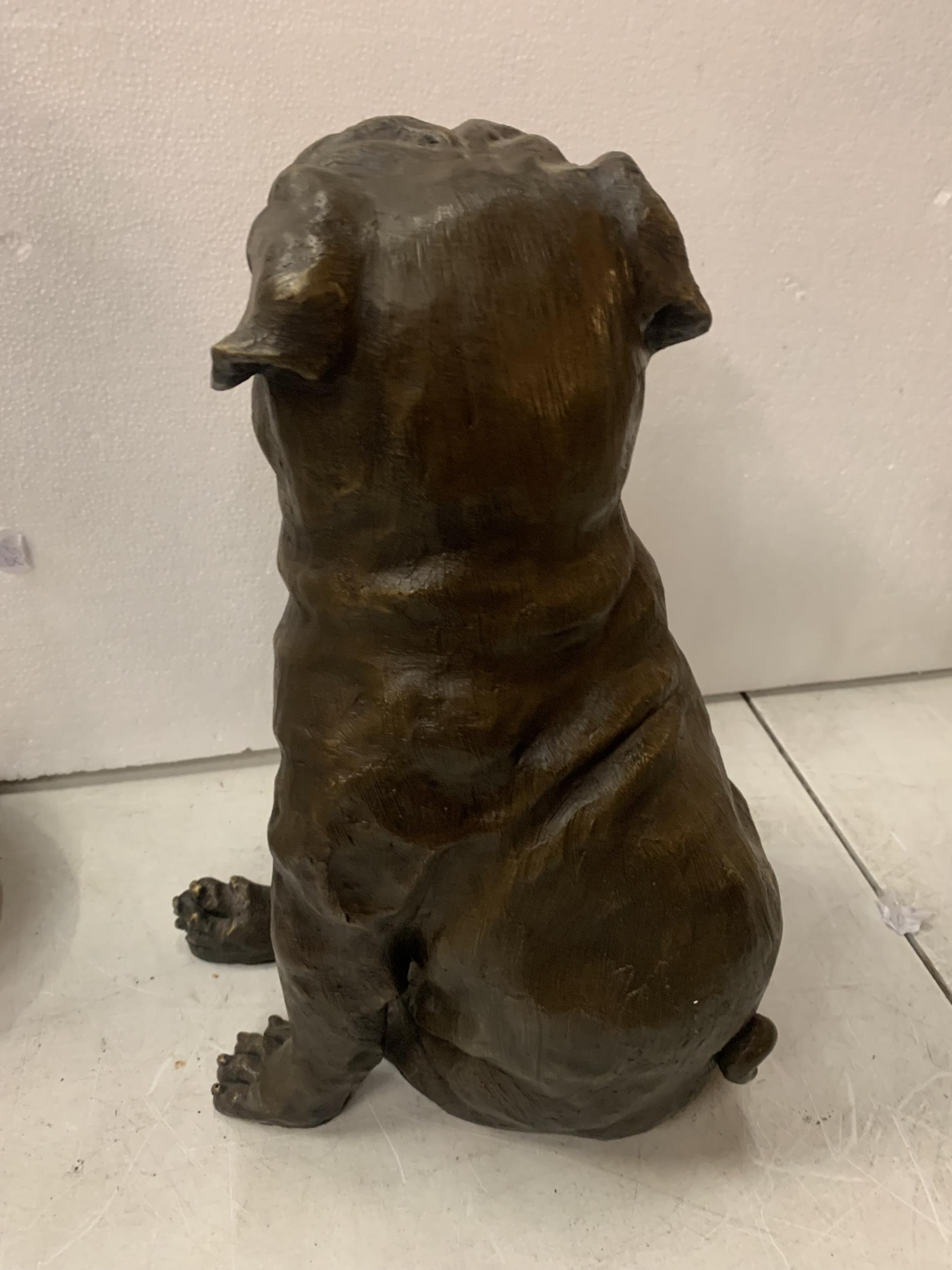 A LARGE BRONZE SCULPTURE OF A PUG SEATED - H:35CM - Image 3 of 3