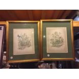 TWO FRAMED PRINTS OF HERBS