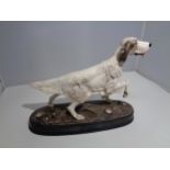 A BESWICK ENGLISH SETTER ON A CERAMIC PLINTH