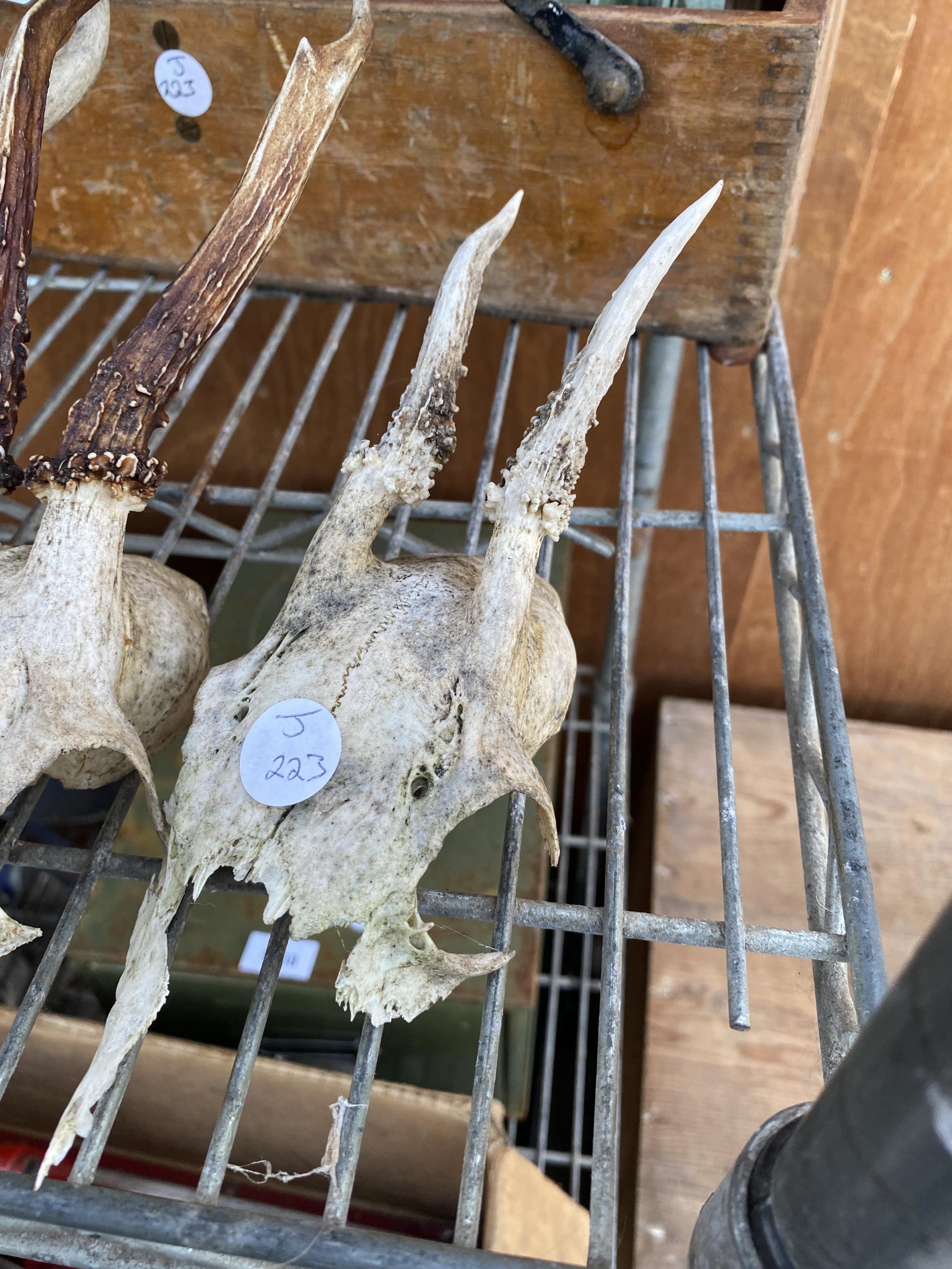 A GROYUP OF THREE ANIMAL SKULLS WITH ANTELERS - Image 4 of 4