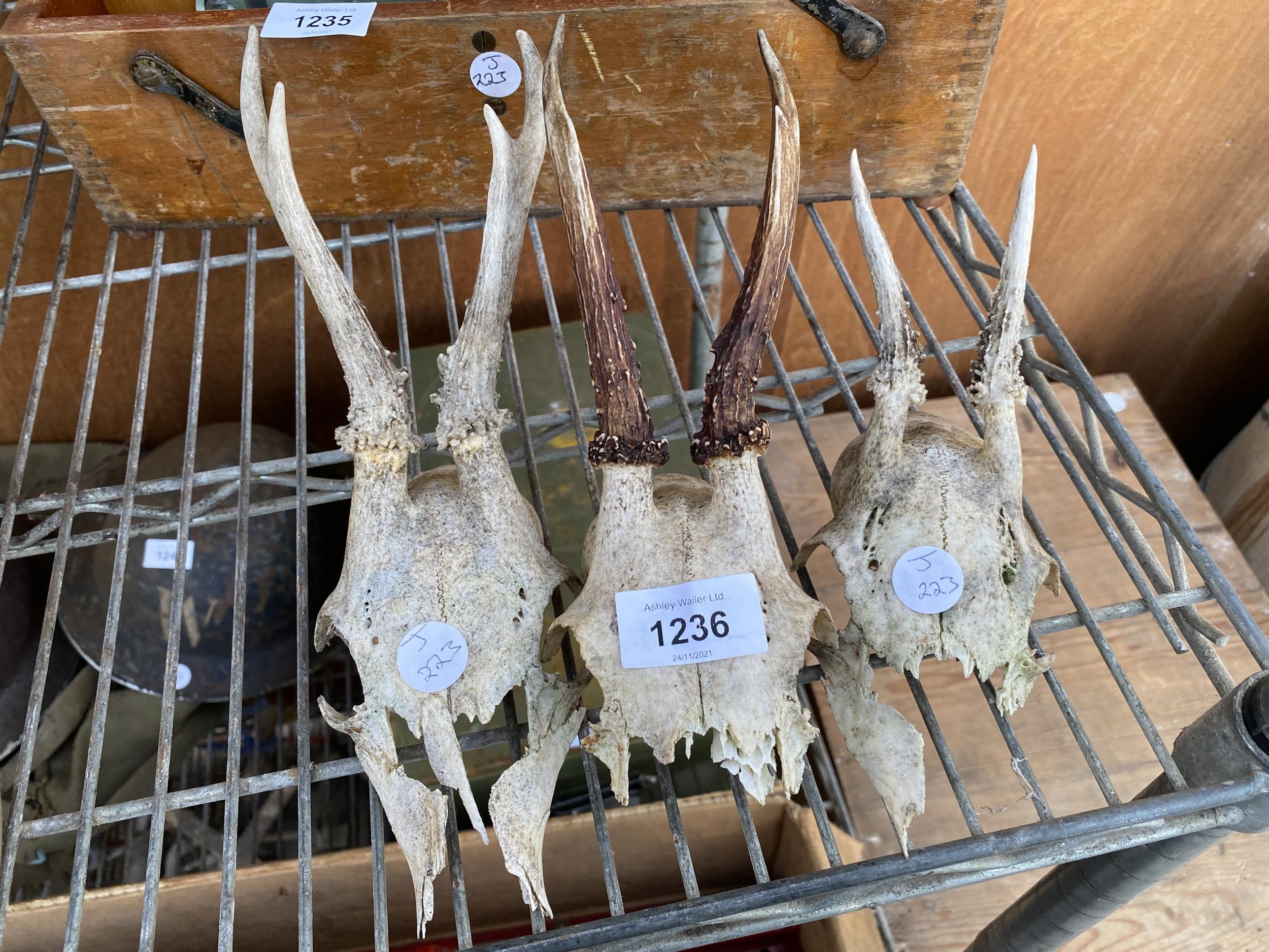 A GROYUP OF THREE ANIMAL SKULLS WITH ANTELERS