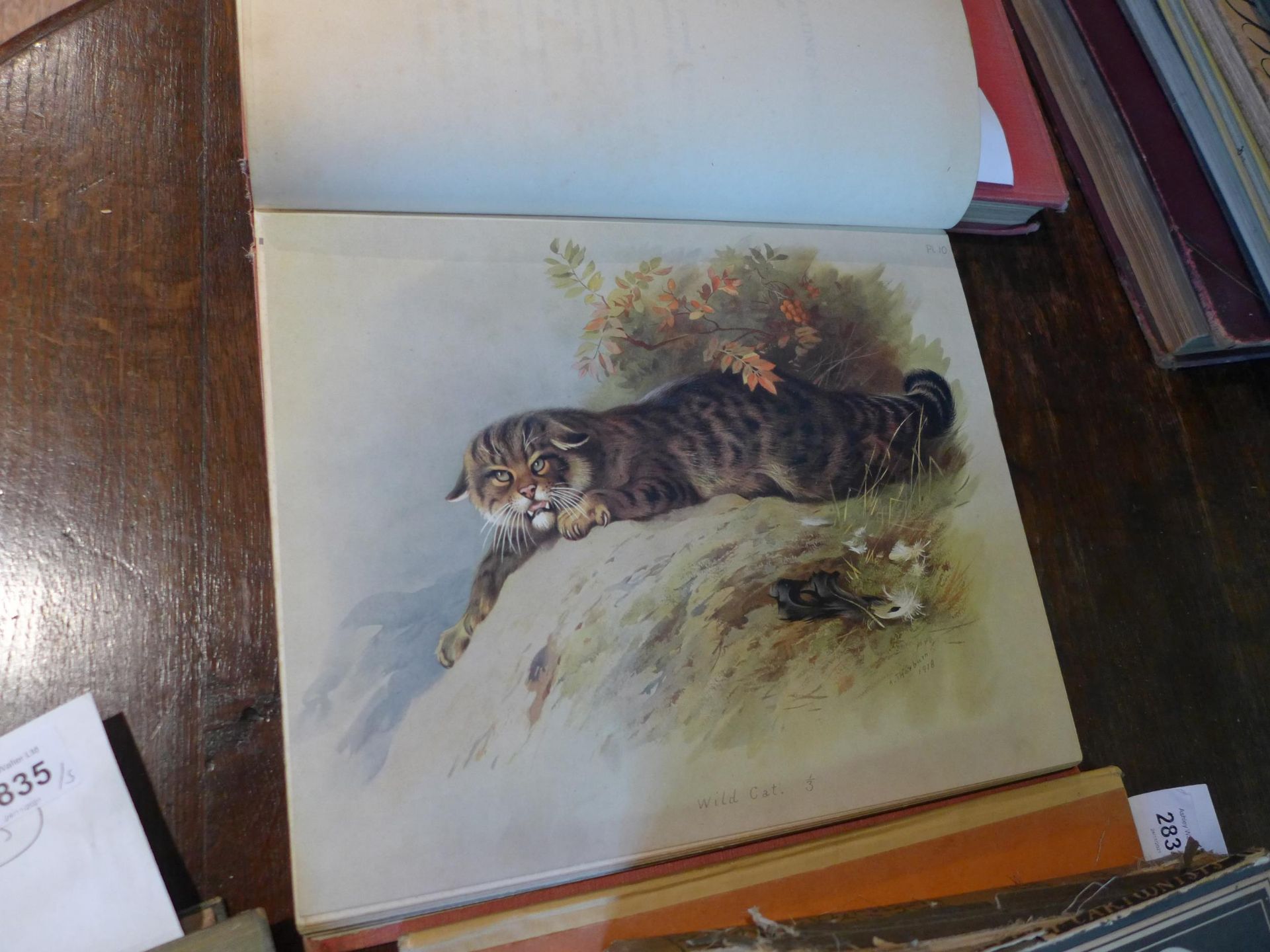 ARCHIBALD THORBURN ' BRITISH MAMMALS', TWO VOLUMES, LONDON 1920, 'ARTISTIC ANTOMY OF MAMMALS' LONDON - Image 3 of 4