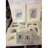 A LARGE COLLECTION OF MOUNTED PRINTS OF CATS, MAINLY BLACK AND WHITE EXAMPLES