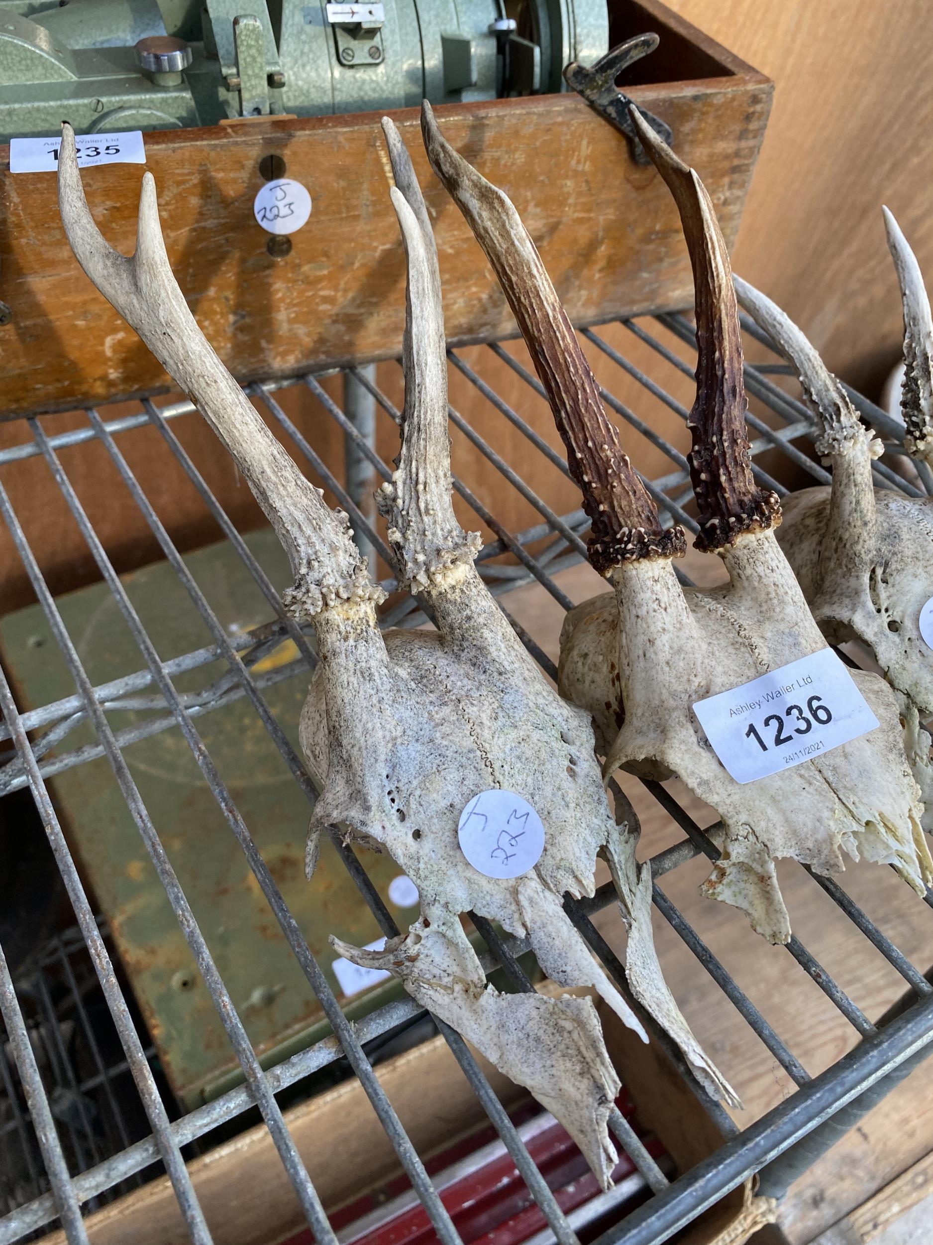 A GROYUP OF THREE ANIMAL SKULLS WITH ANTELERS - Image 2 of 4