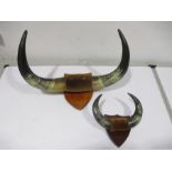 Two pairs of mounted Buffalo Horns W 37cms/24cm