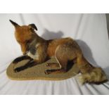 A taxidermy fox on wooden base