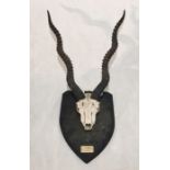 Mounted antelope skull and horns marked "Vasik 1908"