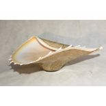 A large glass dish in the form of a conch shell