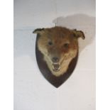 A taxidermy fox mask on wall plaque