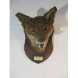 A taxidermy fox mask on wall plaque - labelled Perthybee 2-2-24