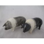 Two ceramic Saddleback pigs. Length 21cm. Height 12cm.