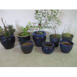 A collection of eight blue glazed garden pots