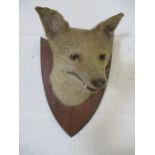 A taxidermy fox mask on oak shield, label to reverse for W J Coles & Son, East Street Taunton