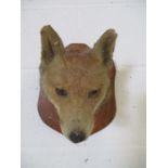 A taxidermy fox mask on oak shield. Label to reverse "F.E Potter, Taxidermist, Billesdon,
