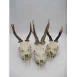 Three Roe Deer skulls