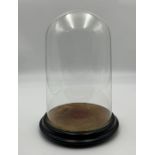 A Victorian glass dome on ebonised base - height 34cm