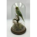 A Victorian taxidermy Australian Ring Necked Parakeet under dome, mounted in a naturalistic setting