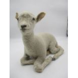 A taxidermy lamb