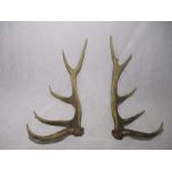 A pair of stag antlers