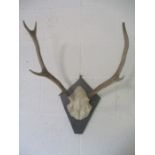 A mounted pair of deer antlers