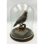 A Victorian taxidermy African Grey Parrot under large dome mounted in a naturalistic setting