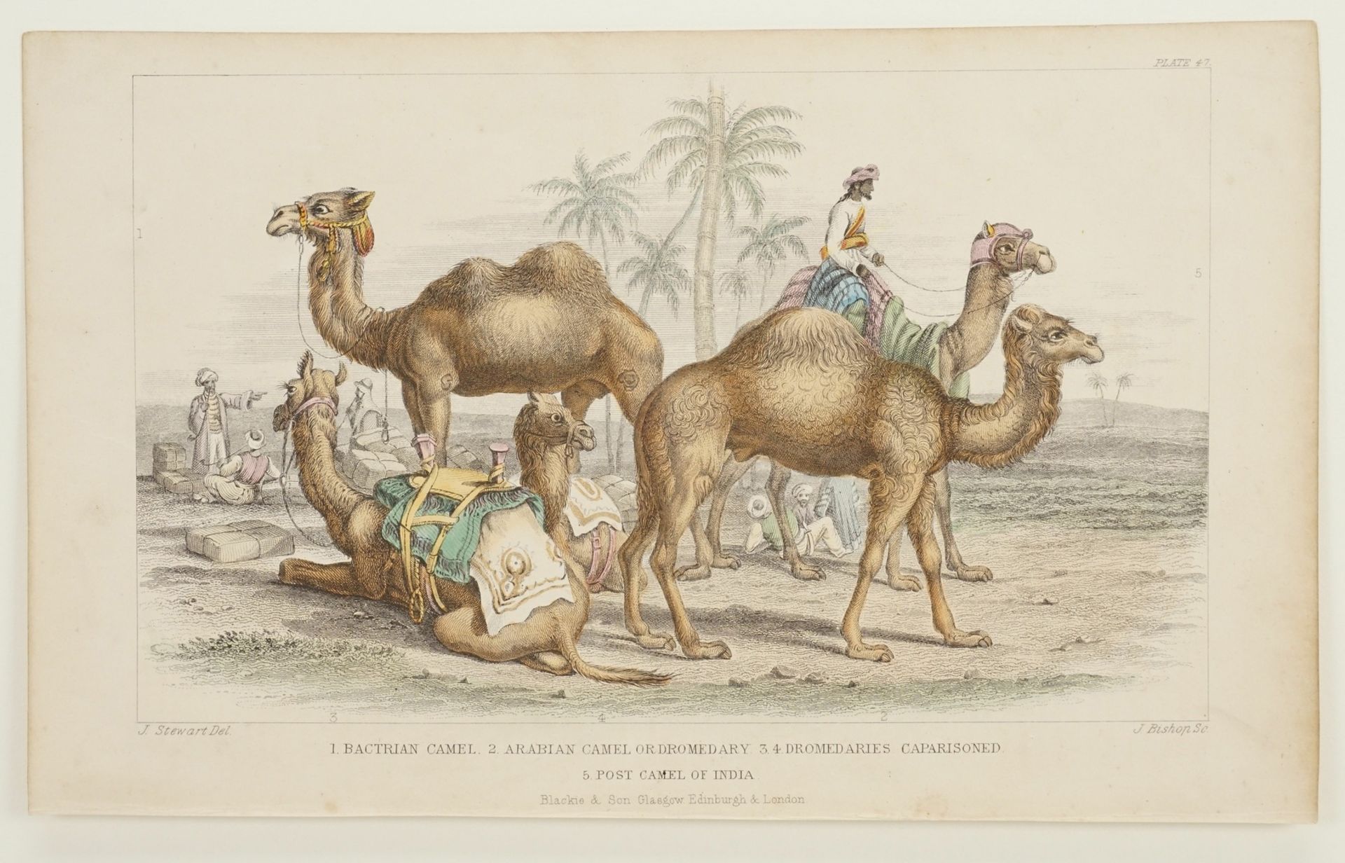 Naturkundliches Blatt zu Kamelen - Image 3 of 3