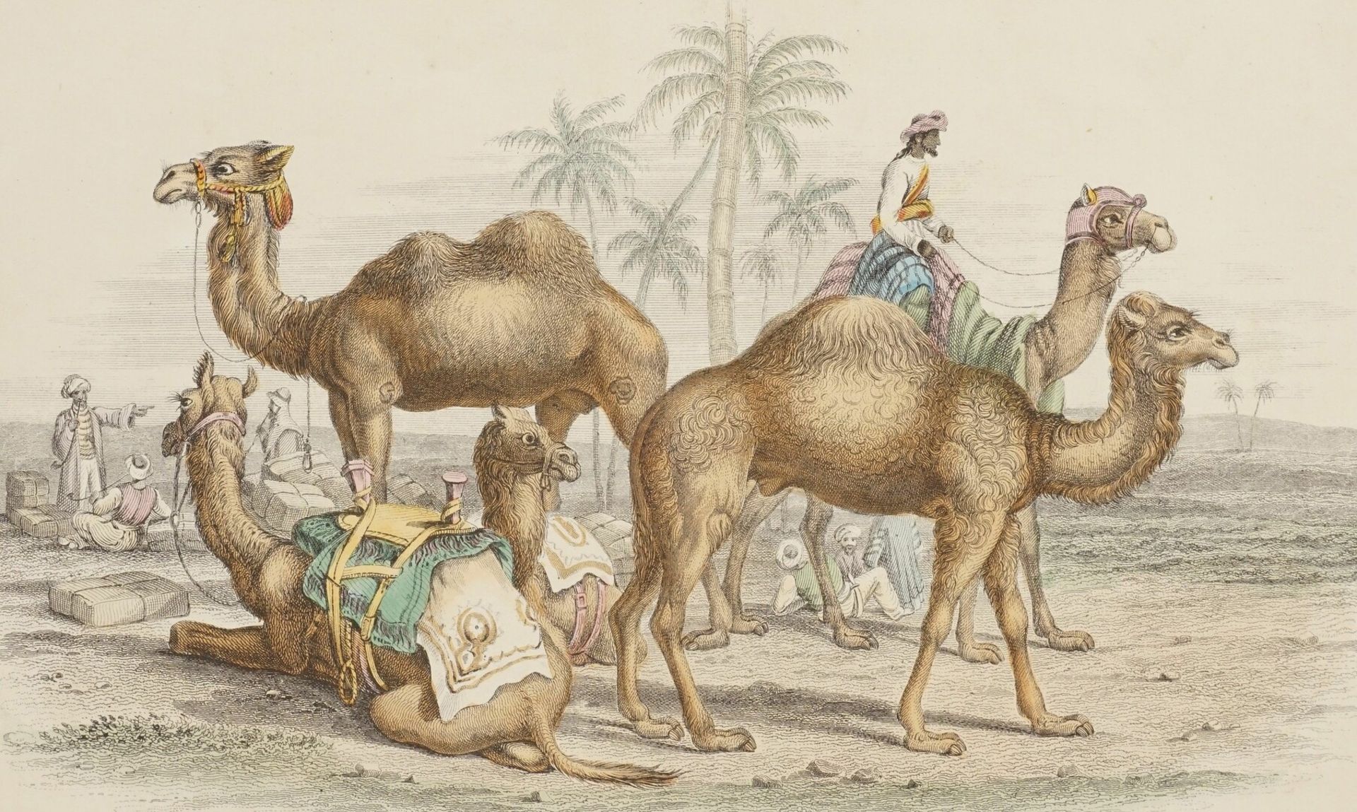 Naturkundliches Blatt zu Kamelen
