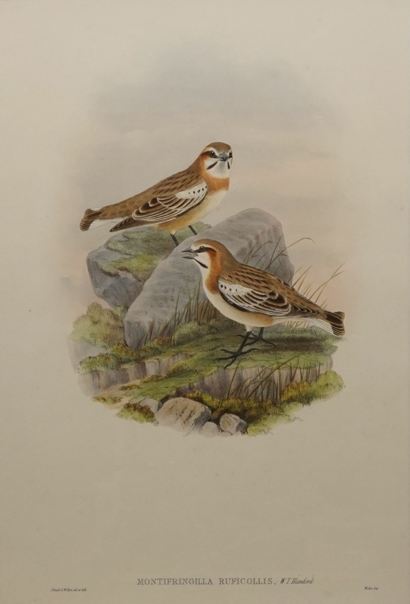 John Gould, "Montifringilla Ruficollis" (Rothals-Schneefink)