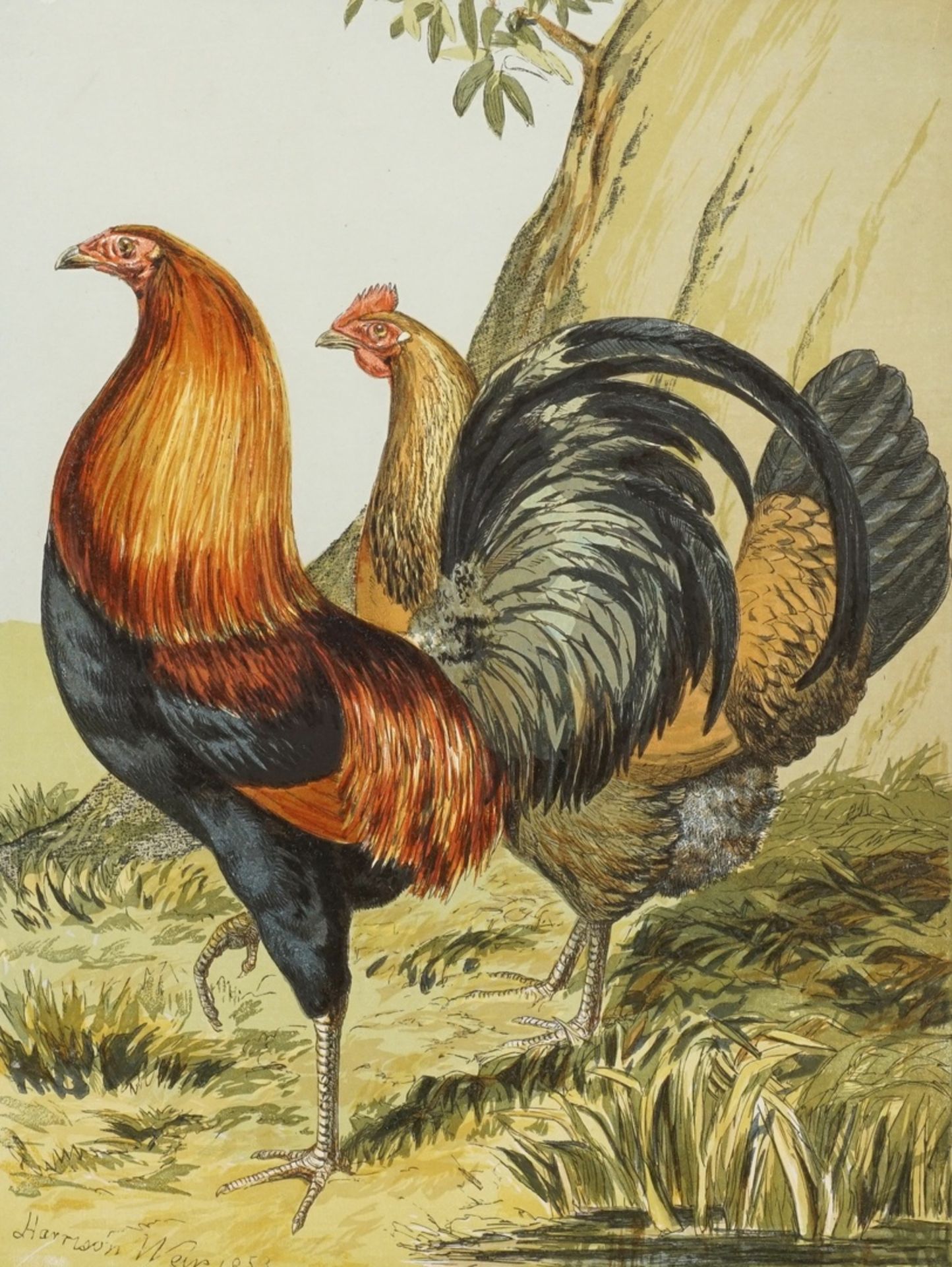 Harrison Weir, "Black-breasted red game" (Schwarzbrüstiger Rothahn)"