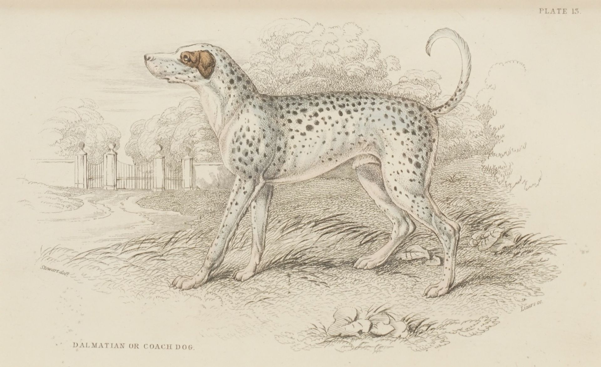 William Home Lizars, "Dalmatian or Coach Dog"