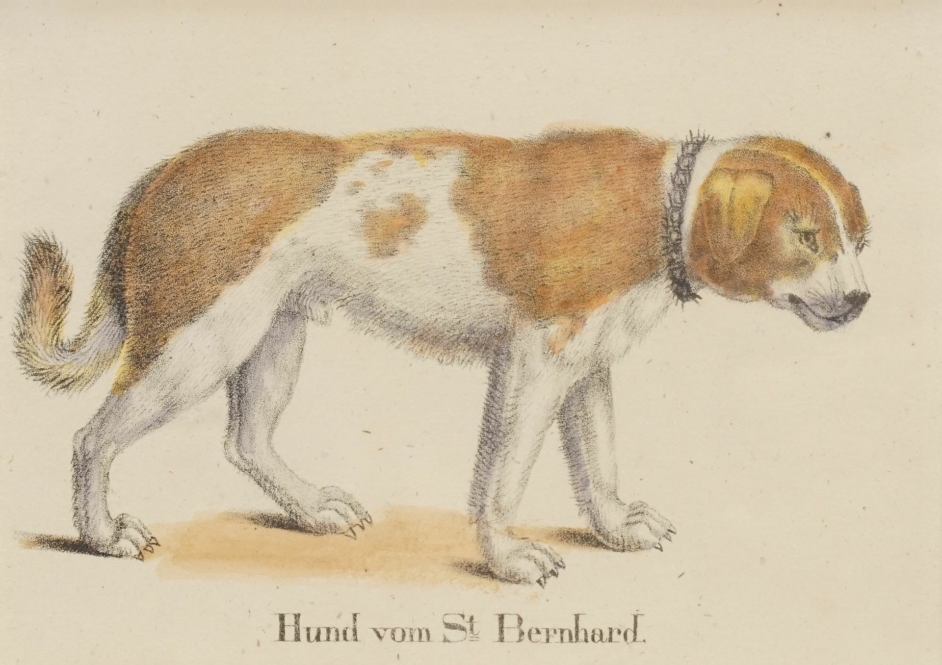 Unbekannter Künstler, "Hund von St. Bernhard"