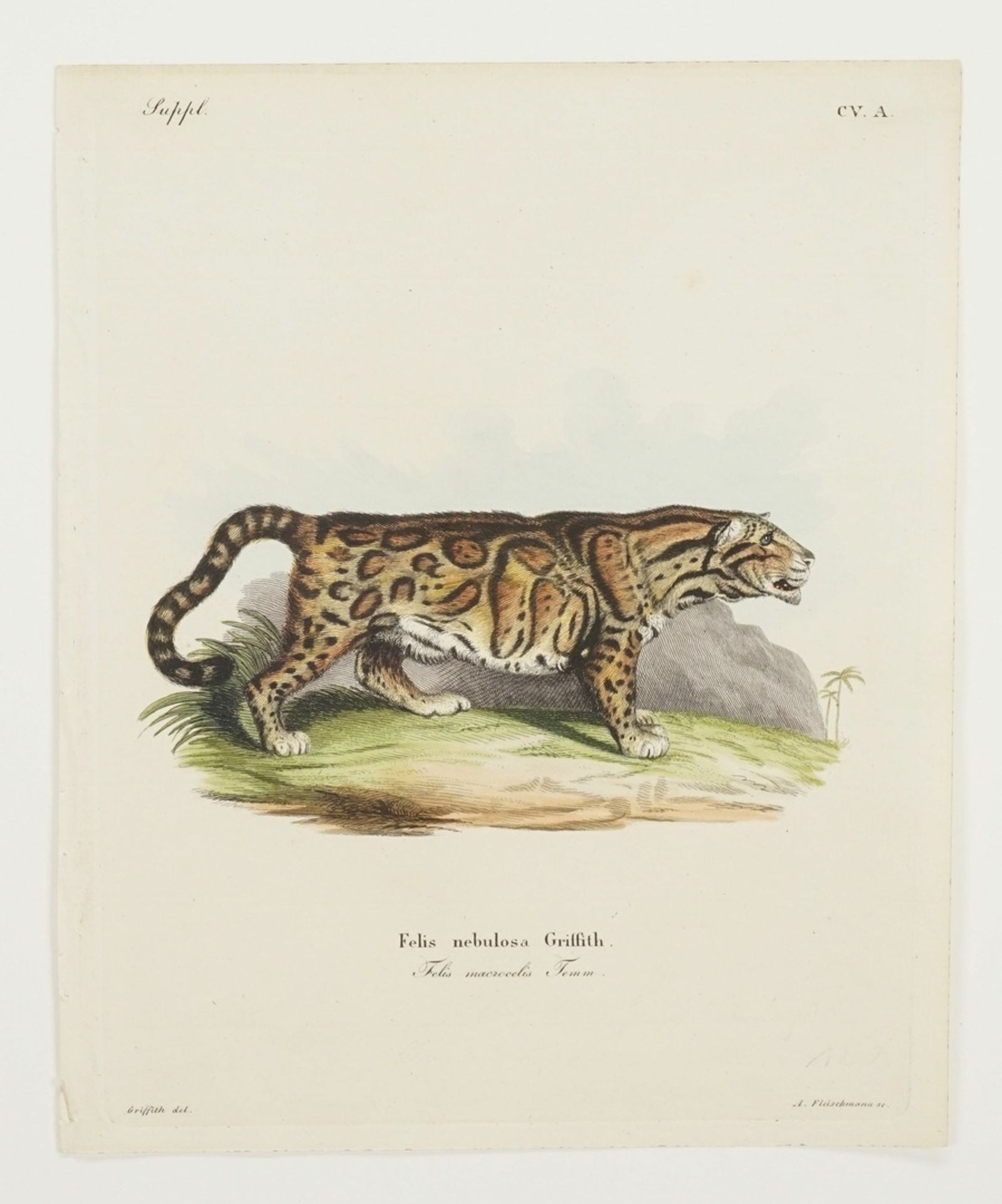 Andreas Fleischmann, "Felis Tigris Linn. / Felis nebulosa Griffith" - Bild 2 aus 3