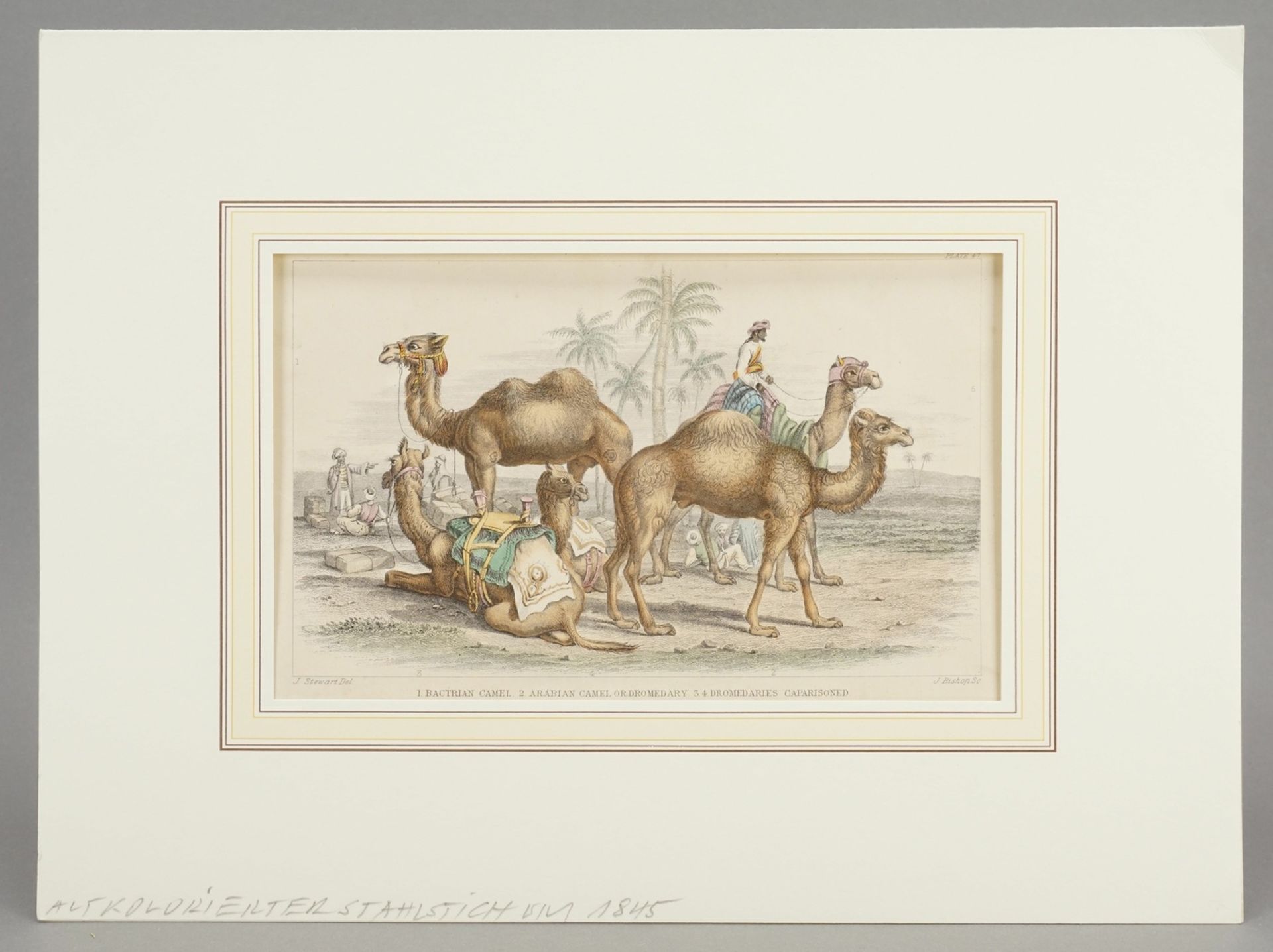 Naturkundliches Blatt zu Kamelen - Image 2 of 3