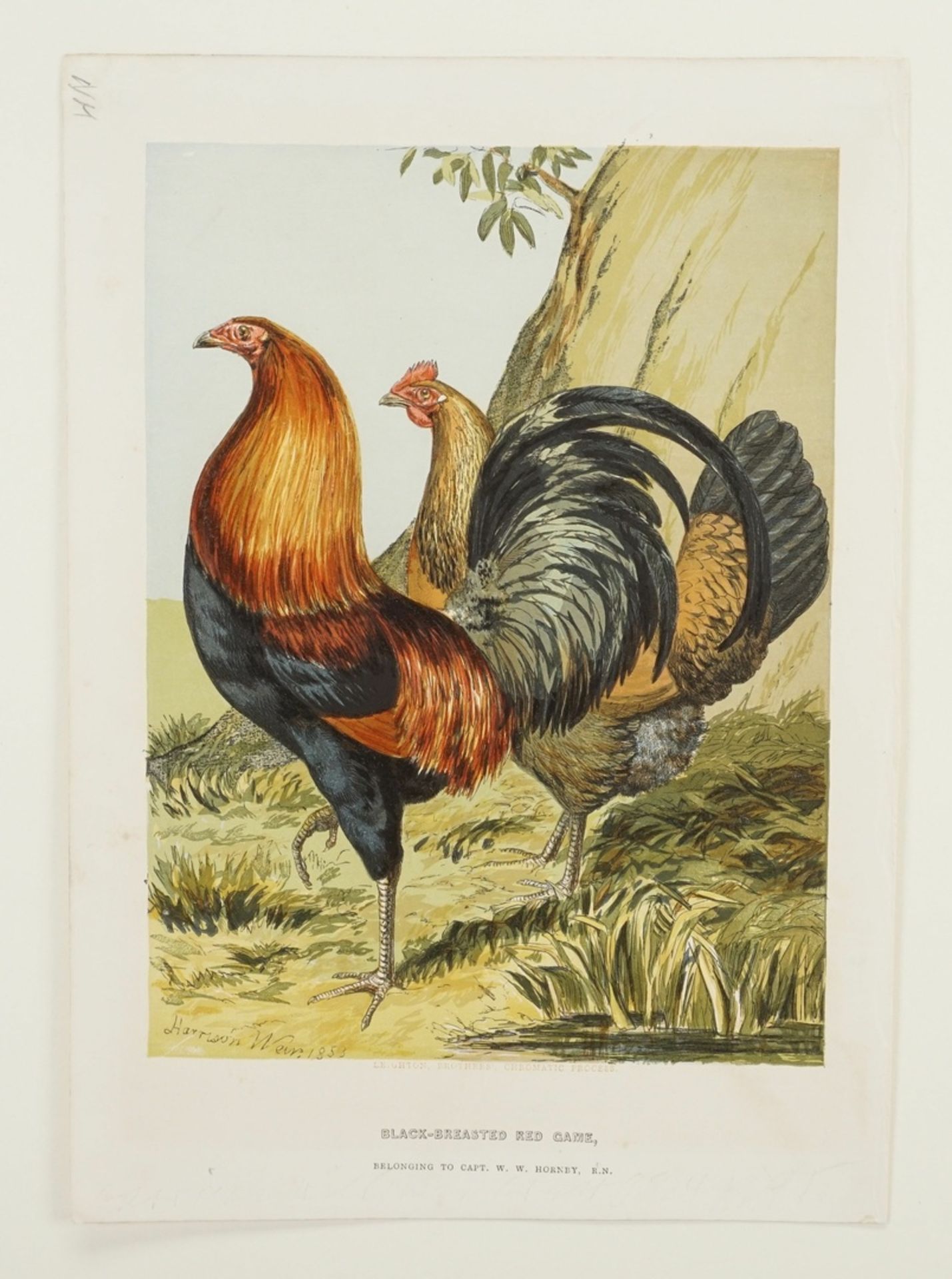 Harrison Weir, "Black-breasted red game" (Schwarzbrüstiger Rothahn)" - Bild 3 aus 4