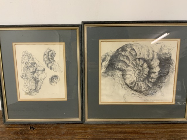 Two framed pencil drawings of fossils by Ann Spencer. Dated 83'