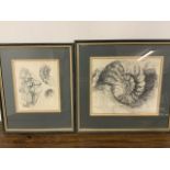 Two framed pencil drawings of fossils by Ann Spencer. Dated 83'