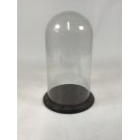 A large glass display dome on circular turned mahogany base. W:26cm x D:26cm x H:43cm