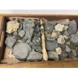 A collection of fossils.